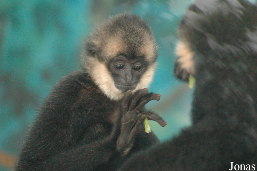 Nomascus gabriellae x N. leucogenys